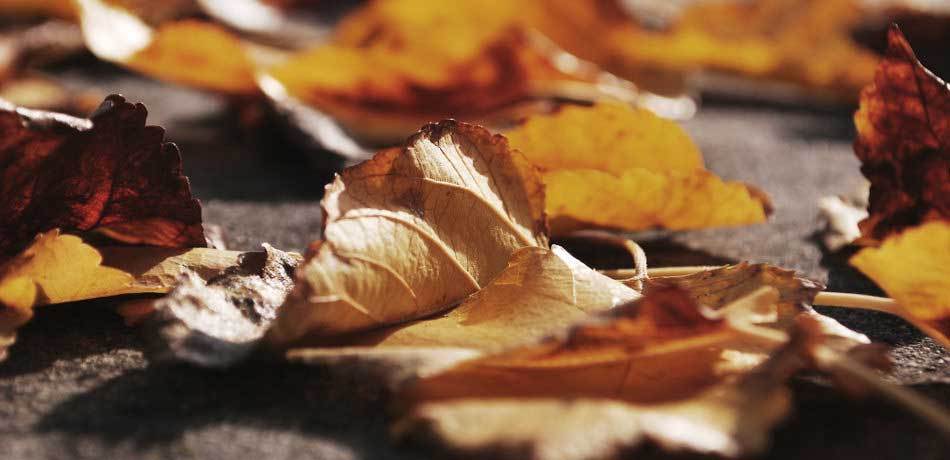 Peaux mortes de la couche cornee dans l epiderme