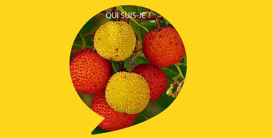 Arbousier, fruit issu de cueillette sauvage durable, dans nos soins bio La Joyeuse pour peau normale a mixte et L Optimiste pour peau seche a sensible