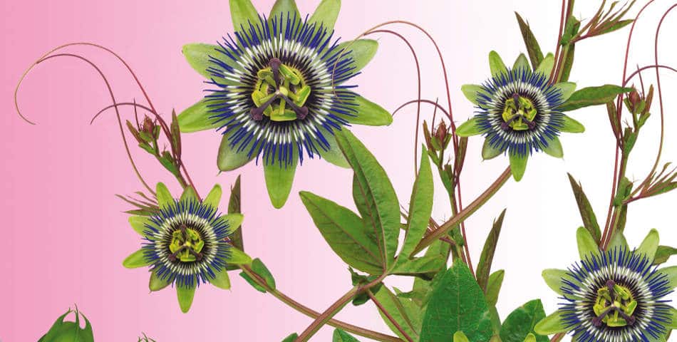 Eau florale, hydrolat, huile essentielle, Les Happyuriennes vous explique
