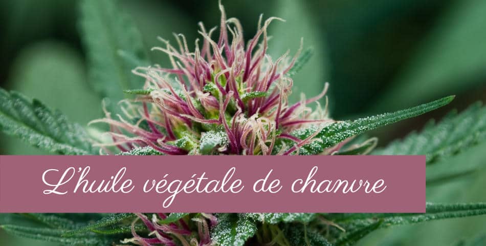 Huile vegetale de chanvre dans notre soin L Audacieuse