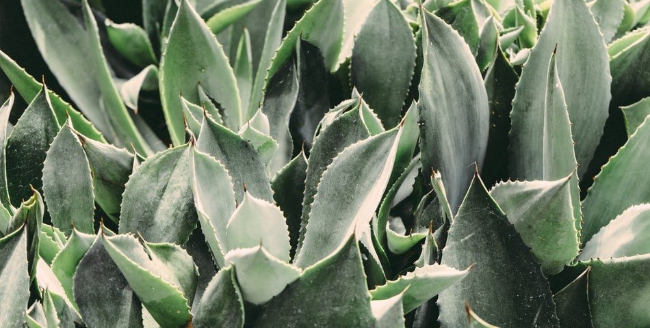 L'Aloe vera, une plante aux multiples bienfaits, très hydratante