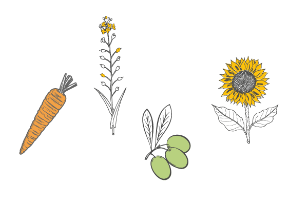 plantes-savon-froid-peau-mixte-happycuriennes Plantes savon à froid peau mixte, Les Happycuriennes