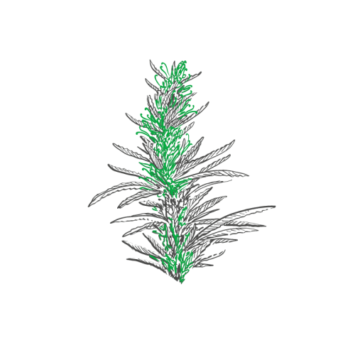 Plantes Francaises Chanvre Happycuriennes
